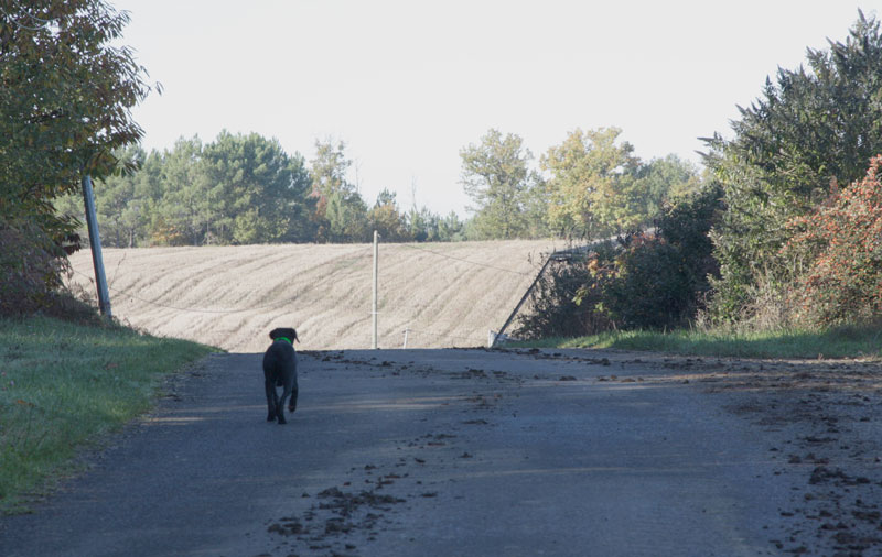 http://www.bluebelton.com/09/perso/chien.jpg