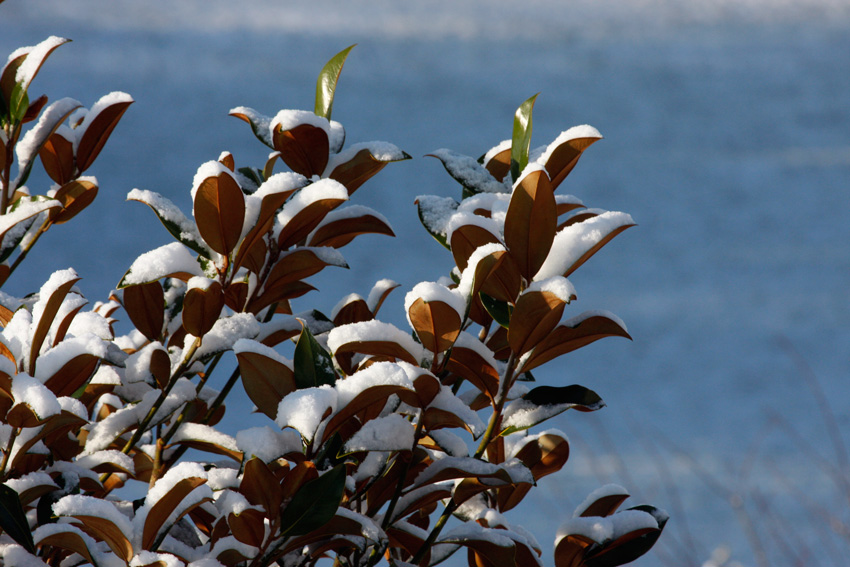 http://www.bluebelton.com/09/perso/neige1812/n2.jpg