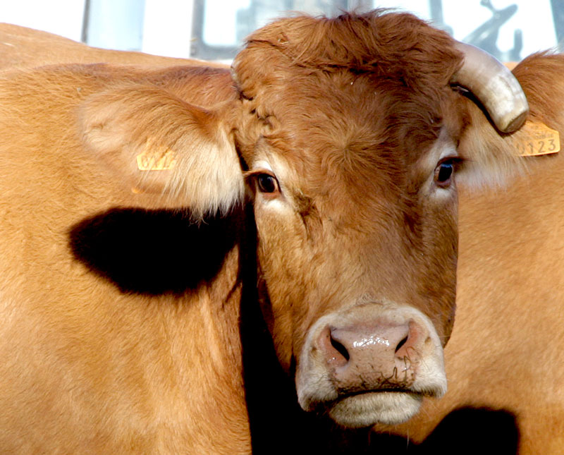 http://www.bluebelton.com/09/perso/vez/vache.jpg