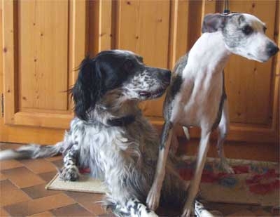 chien_epais