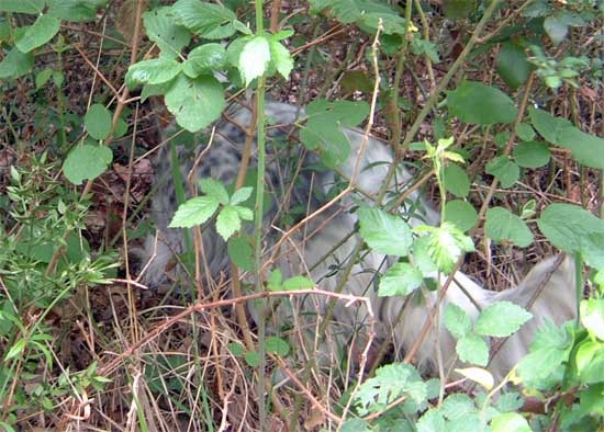 colline2