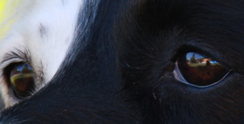 oeil10