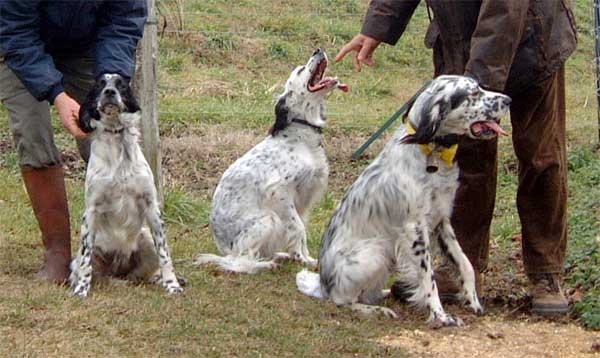 trio9