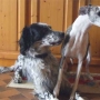 chien_epais.jpg
