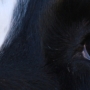 oeil10.jpg