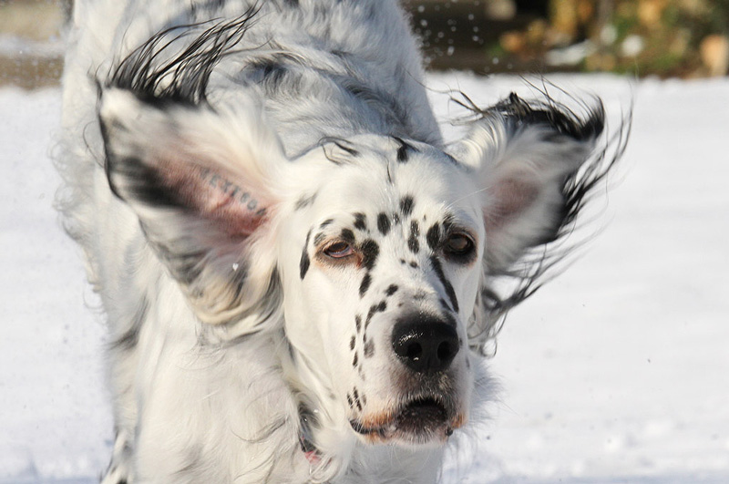 setter anglais bluebelton