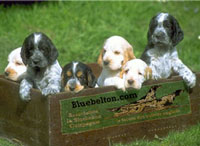 babies setter