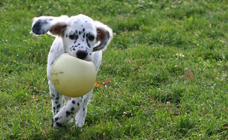 chiot setter anglais