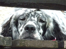 setter anglais