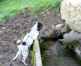 setter anglais