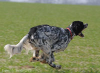 setter anglais