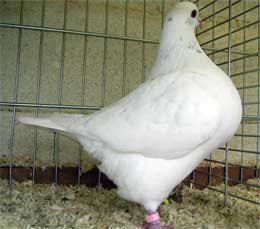male blanc