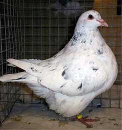 male farfallato