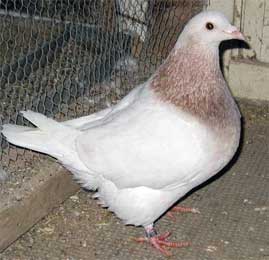 male-type
