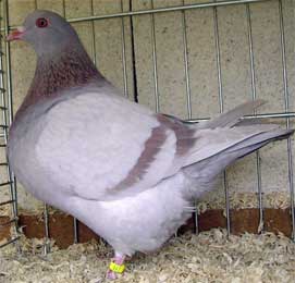 rouge-cendré-barré